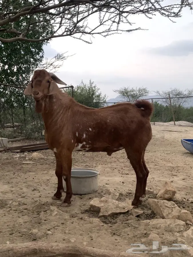 تيس بلدى وسط 